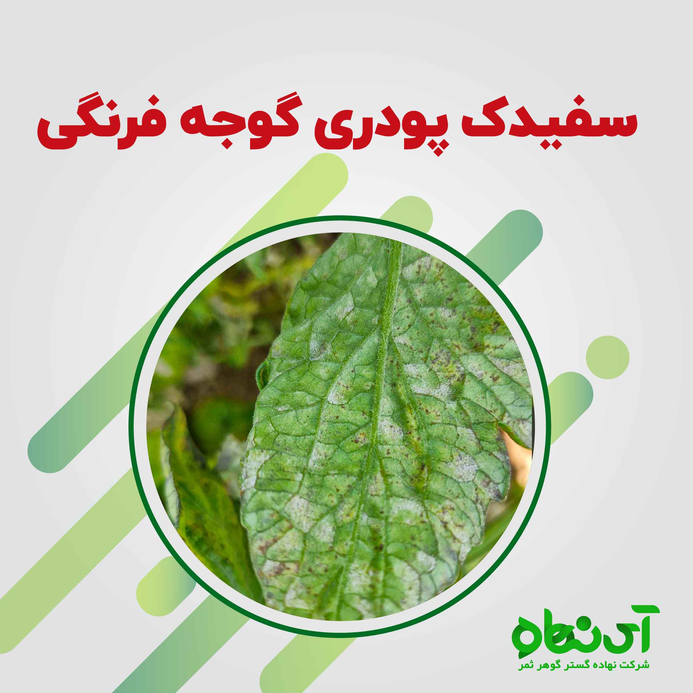 سفیدک پودری گوجه فرنگی-آی نهاده